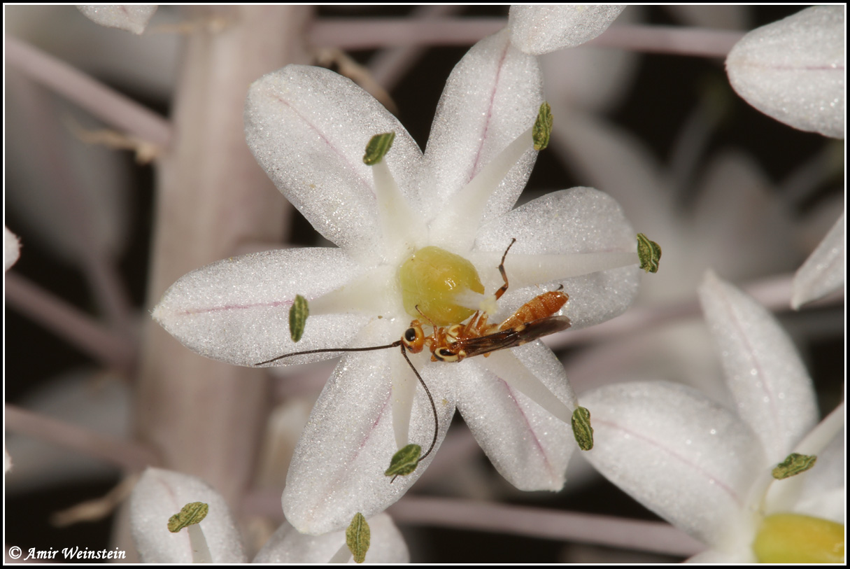 Hymenoptera d''Israele